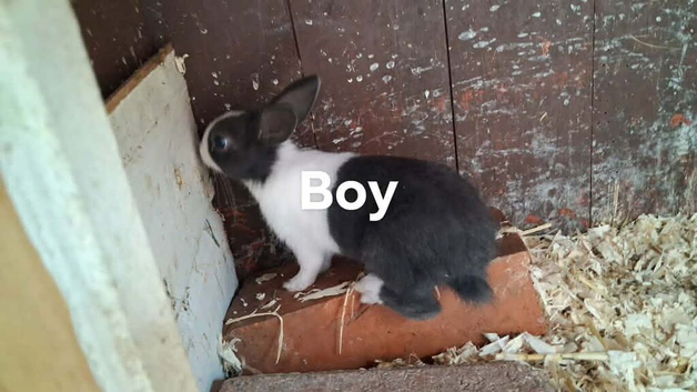 3 dutch rabbits - ready 30th september