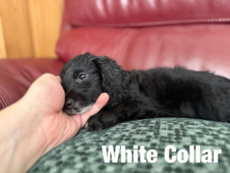 Ready To Go - F2 Cockapoo's Puppies