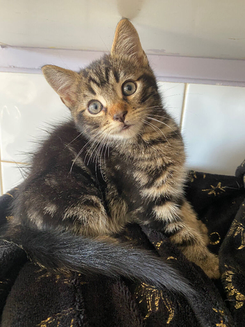 Male kittens ready now