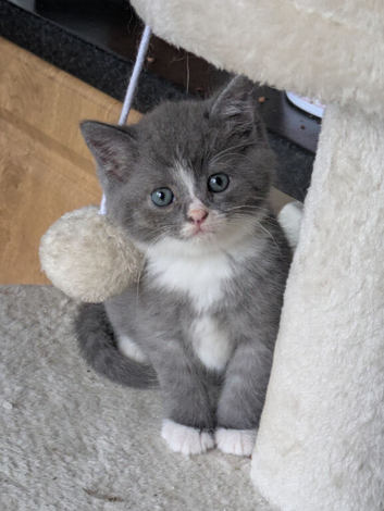 STUNNING PEDIGREE CHINCHILLA PERSIAN CROSS BRITISH BLUE SHORTHAIR
