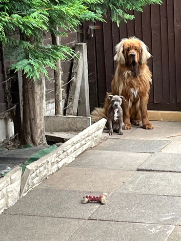Unfortunately I&rsquo;ve to got rehome my beautiful Tibetan mastiff due to moving home
