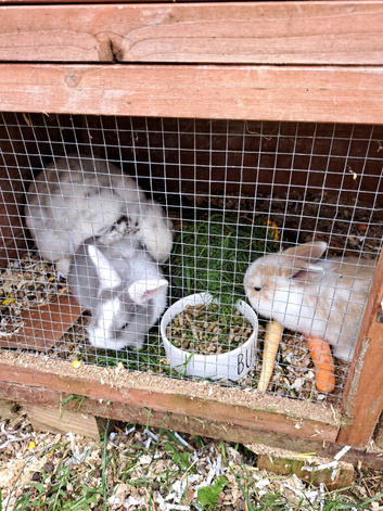 FRENCH LOPS
