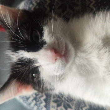 Reduced!!! Beautiful kittens