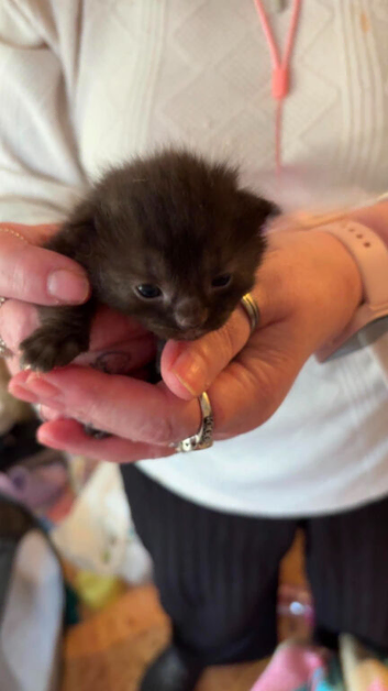 Kittens for sale