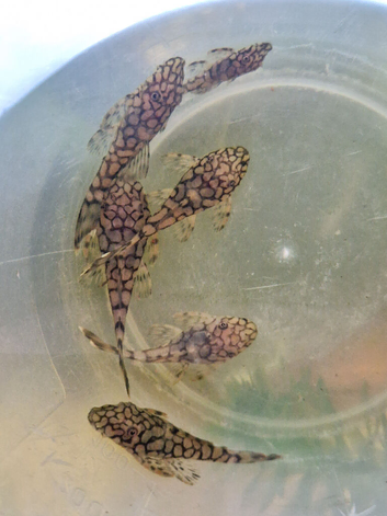 Honeycomb Plecos L519 Rio Itenez