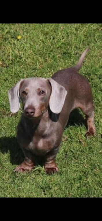 Pomeranian x dachshunds