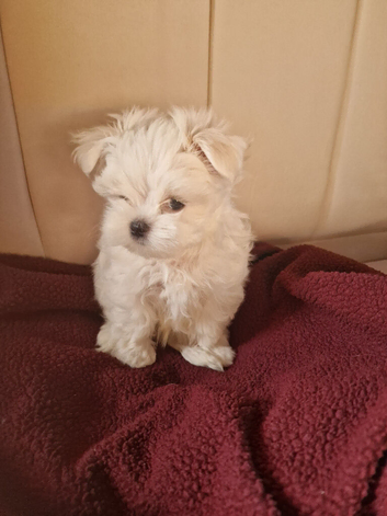 Little tiny Maltese