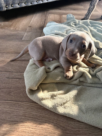 2 miniature dachshund