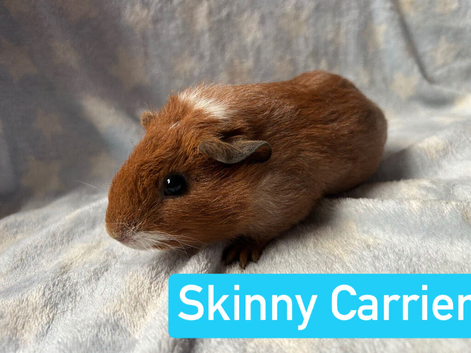 Skinny Carrier Boar