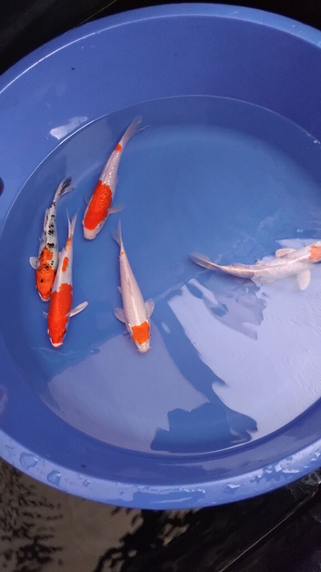 koi available &pound;5
