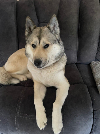 14 month old huskita for sale