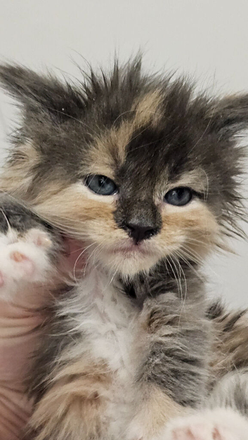 Fluffy Tica reg maine coon kittens