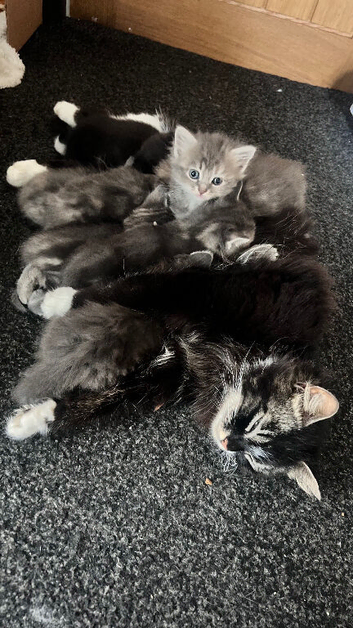3 beautiful kittens looking for their forever loving home