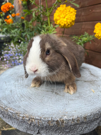 Mini lops ready now