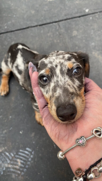 Miniature dachshund