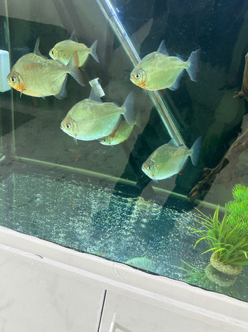 Fish