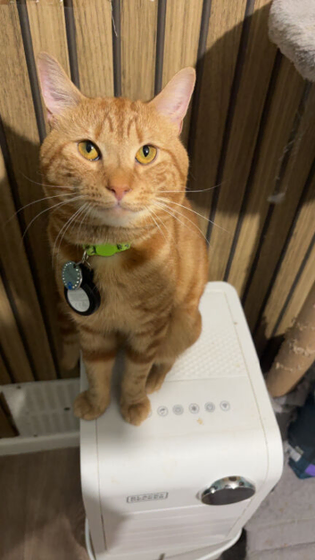 Ginger male cat for sell