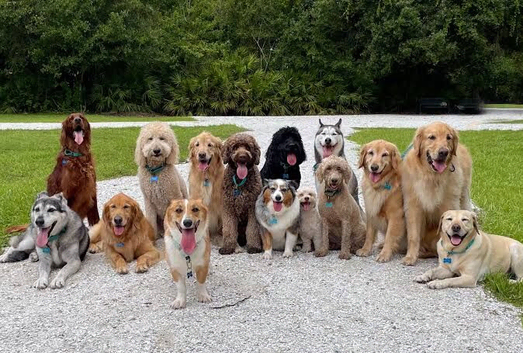 Dog sitting and dog walking swansea