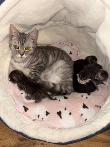British Shorthair Kittens/Bengal Tabby &ndash; Ready for Reservation!