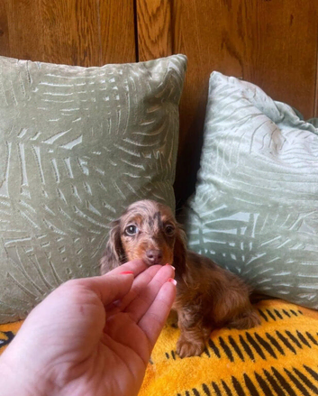 Beautiful Longhaired Miniature Dachshund Puppies