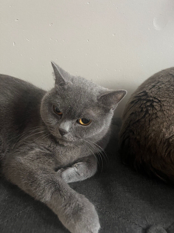 British shorthair female