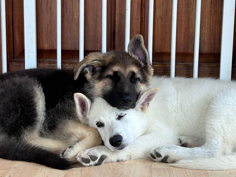 German Shepherd Puppies from fully health tested parents