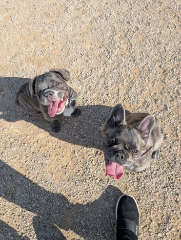 Fluffy french bulldog