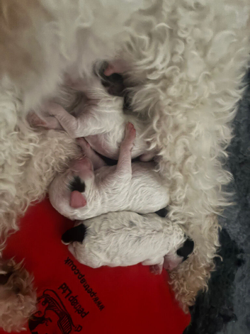 Toy poodle x mini cockapoo