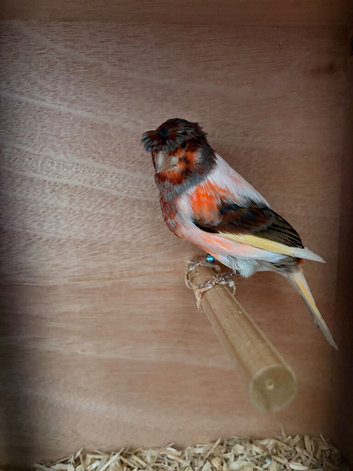 Harlequin canary