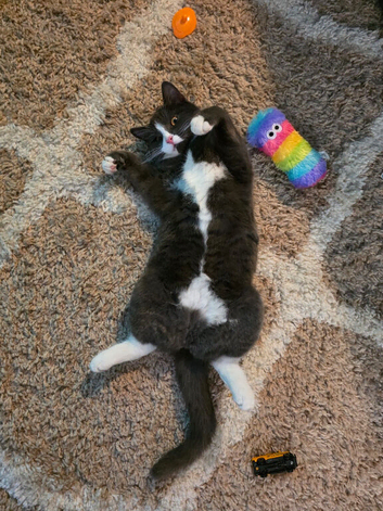 URGENT HOME NEEDED!