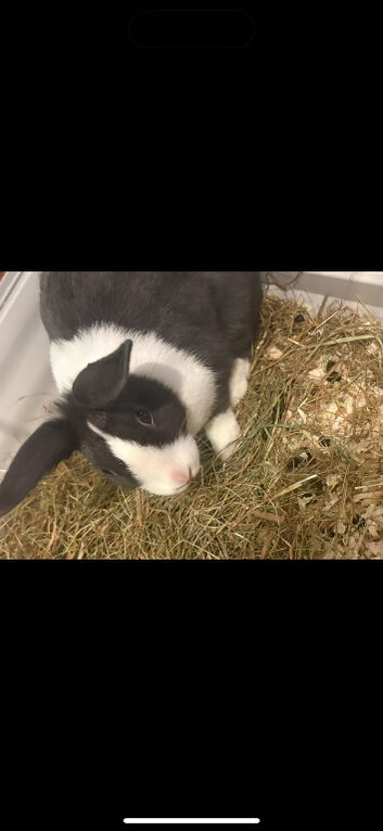 Two beautiful rabbits for sale