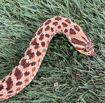 True Hypo Hognose