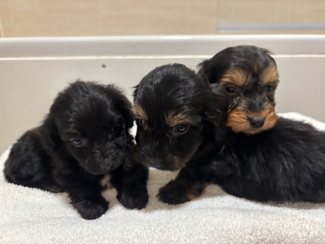 Miniature long hair  puppies