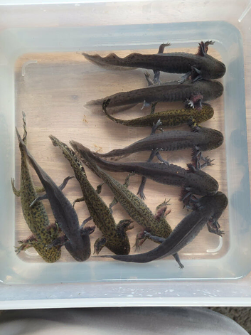 Axolotl jeuveniles
