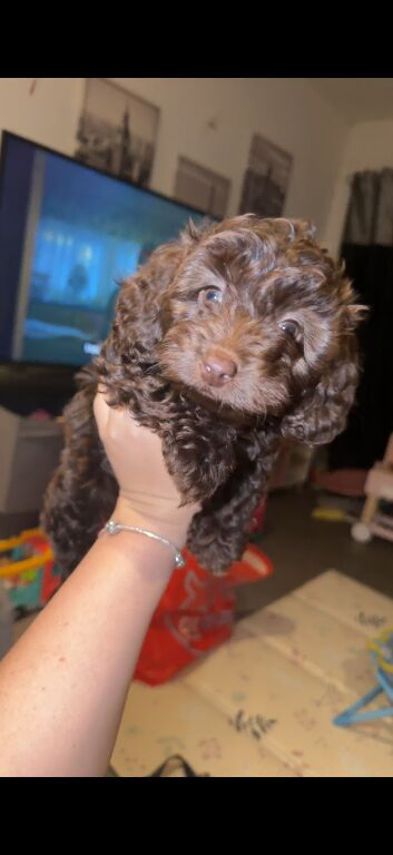 Beautiful chocolate brown toy poodle