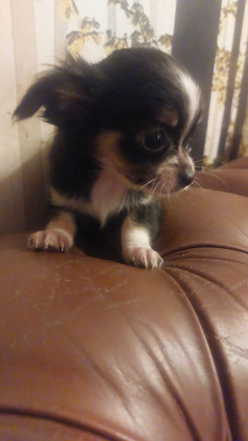 Beautiful long hair chihuahuas