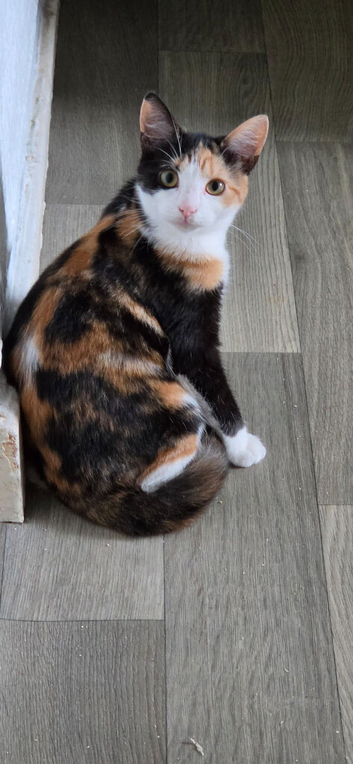 Calico girl