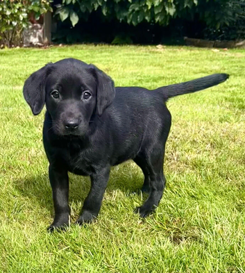 Gorgeous Labrador Puppies