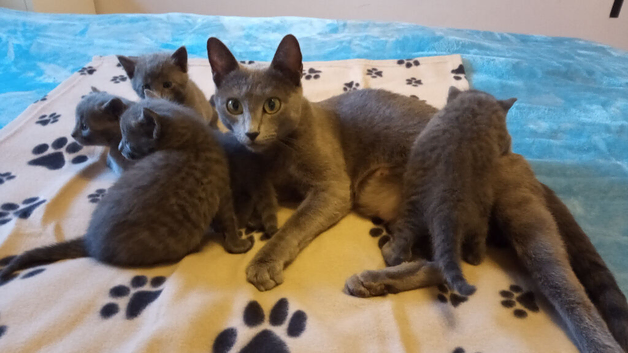 Russian Blue kittens - ONE Girl left