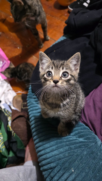 Five kittens for sale 2 boys 3 girls