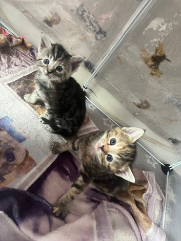 Stunning silvery/brown tabbies