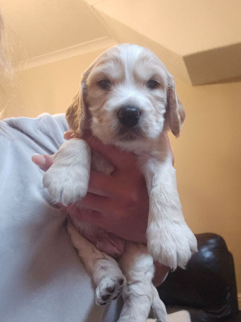 Non Registered Cocker Spaniel Puppies