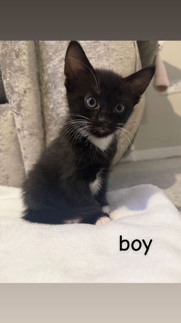 3 beautiful kittens left 1 boy 2 girls
