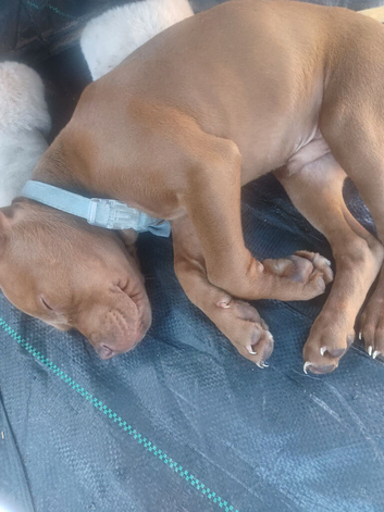 10 week old puppy