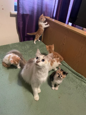 Siamese kittens in need of a forever home
