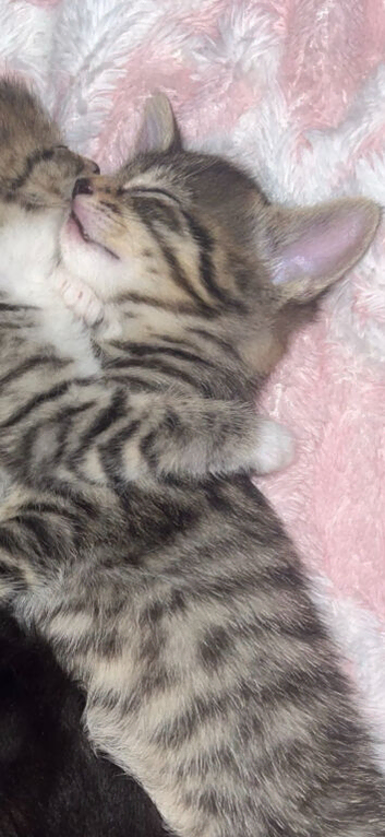 Male tabby kitten