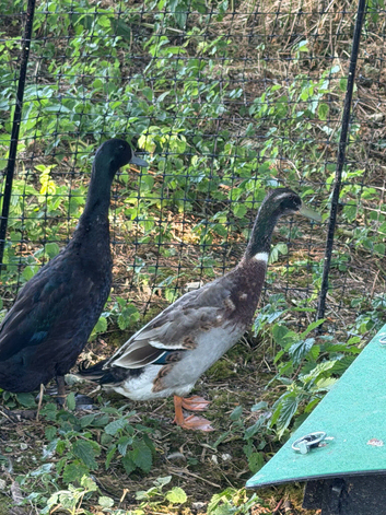 1 x black runner duck drake looking for new home