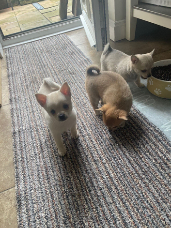 Pomchi puppies