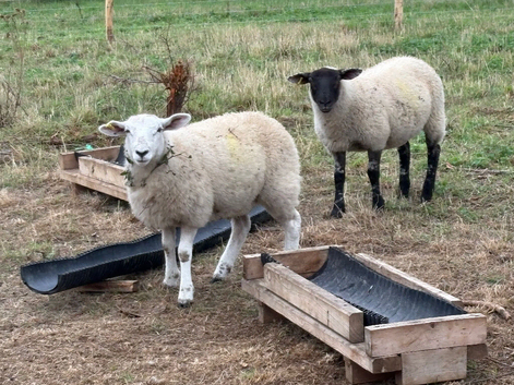 Pet sheep