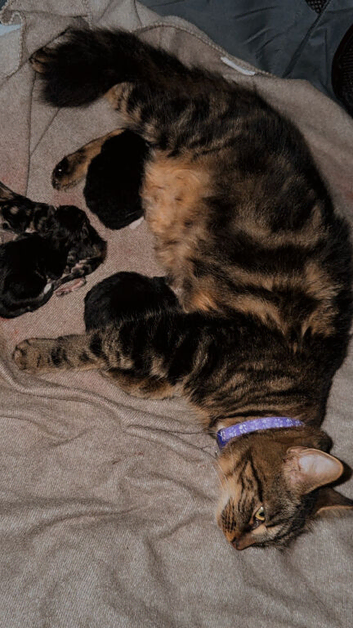3 kittens for Sale